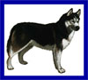 Click here for more detailed Siberian Husky breed information and available puppies, studs dogs, clubs and forums